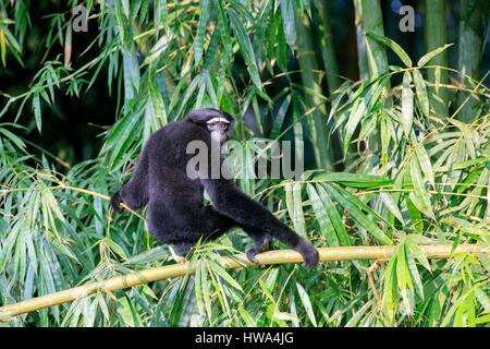 Indien, Tripura Staat, Gumti Wildschutzgebiet, westlichen Hoolock Gibbon (Hoolock Hoolock), Männchen Stockfoto