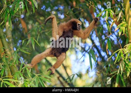 Indien, Tripura Staat, Gumti Wildschutzgebiet, westlichen Hoolock Gibbon (Hoolock Hoolock), erwachsenes Weibchen mit baby Stockfoto
