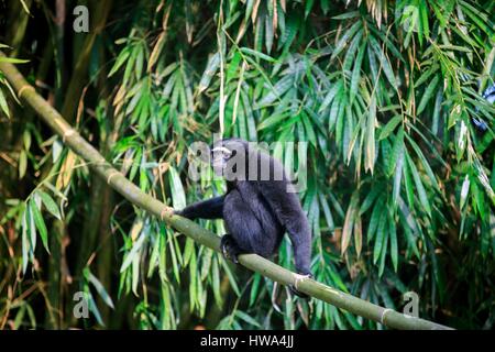 Indien, Tripura Staat, Gumti Wildschutzgebiet, westlichen Hoolock Gibbon (Hoolock Hoolock), Männchen Stockfoto