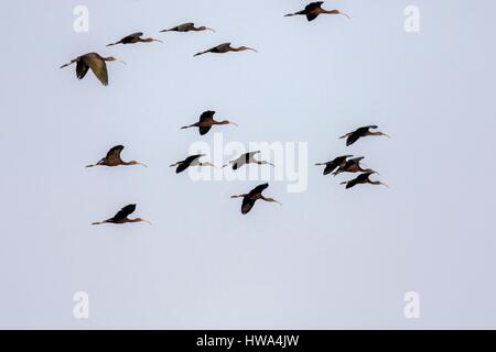 Indien, Assam state, Brahmapoutra, Sichler (Plegadis Falcinellus) Gruppe im Flug Stockfoto