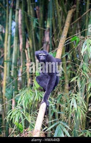 Indien, Tripura Staat, Gumti Wildschutzgebiet, westlichen Hoolock Gibbon (Hoolock Hoolock), Männchen Stockfoto