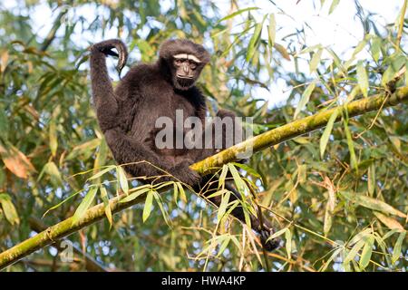 Indien, Tripura Staat, Gumti Wildschutzgebiet, westlichen Hoolock Gibbon (Hoolock Hoolock), Männchen Stockfoto