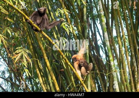 Indien, Bundesstaat Tripura, Gumti Wildschutzgebiet, westlichen Hoolock Gibbon (Hoolock Hoolock, paar Stockfoto