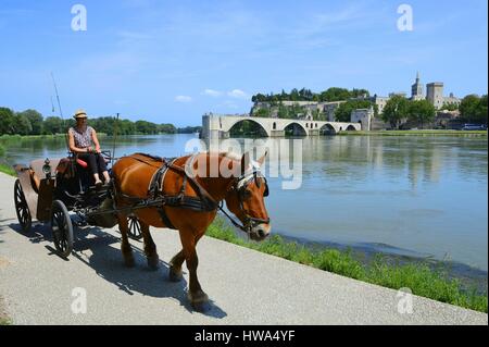 Frankreich, Vaucluse, Avignon, St. Benezet Brücke über die Rhône, die aus dem 12. Jahrhundert mit im Hintergrund Kathedrale des Doms stammt aus dem 12 t Stockfoto