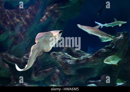 Frankreich, Charente-Maritime, La Rochelle, Aquarium La Rochelle (obligatorische erwähnen), ozeanische Zone, riesiger Guitarfish (Rhynchobatus Djiddensis) Stockfoto