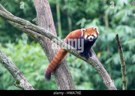 China, Sichuan, Forschungsbasis der Giant Panda Breeding oder Chengdu Panda, Roter Panda (Ailurus Fulgens), in Gefangenschaft, in einem Baum Stockfoto