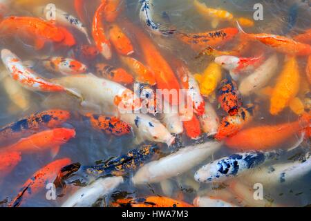 China, Sichuan, Research Base of Giant Panda Breeding oder Chengdu Panda Base, Koi Karpfen Stockfoto