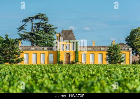 Frankreich, Gironde, Saint-Estèphe, Chateau Lafon-Rochet, Weinberg 41 ha, AOC Saint-Estèphe Stockfoto