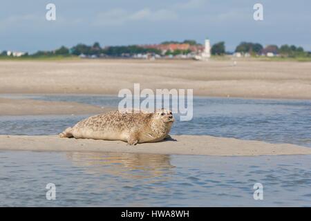 Besiegeln Sie Frankreich, Somme, Baie de Somme, vor Leuchtturm Hourdel Stockfoto