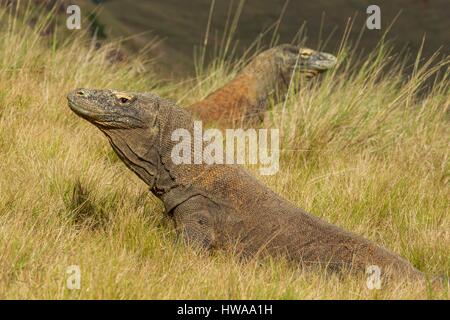 Indonesien, Ost-Nusa Tenggara, Rinca Insel Komodo National Park als Weltkulturerbe der UNESCO, Komodo-Warane (Varanus Komodoensis) in die Sava aufgeführt Stockfoto