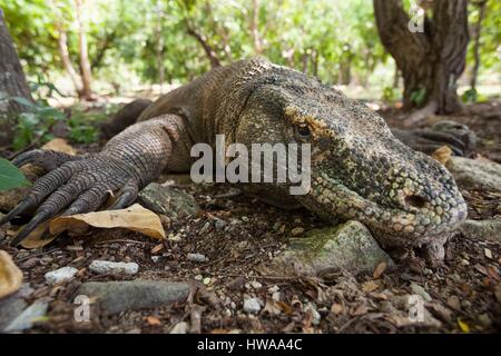 Indonesien, Ost-Nusa Tenggara, Komodo Insel Komodo National Park als Weltkulturerbe der UNESCO, Komodo-Waran (Varanus Komodoensis) in Ruhe aufgeführt Stockfoto