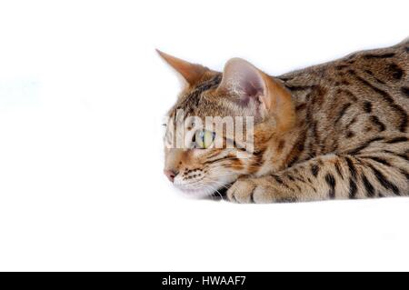Bengal-Katze (Felis Silvestris Catus) Stockfoto
