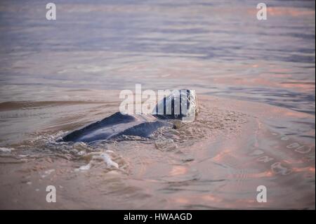 Frankreich, Guyana, Cayenne, Rémire-Montjoly Strand kehren in den Atlantik eine weibliche Lederschildkröte (Dermochelys Coriacea) nach Verschachtelung in th Stockfoto