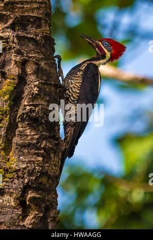 Frankreich, Guyana, Cayenne, Rémire-Montjoly, Lineated Specht (Dryocopus Lineatus) Stockfoto