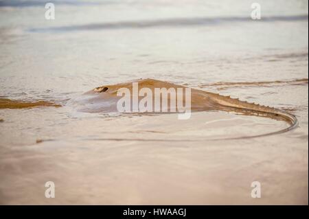 Frankreich, Guyana, Cayenne, Rémire-Montjoly Strand, Stingray, die lange Nase Ray (Dasyatis Guttata) vorübergehend gestrandet Stockfoto