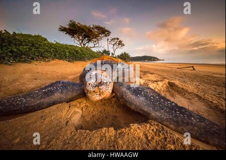 Frankreich, Guyana, Cayenne, Rémire-Montjoly Strand, weibliche Lederschildkröte (Dermochelys Coriacea) nisten in den Morgen Stockfoto