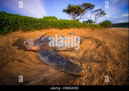 Frankreich, Guyana, Cayenne, Rémire-Montjoly Strand, weibliche Lederschildkröte (Dermochelys Coriacea) nisten in den Morgen Stockfoto