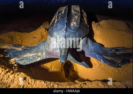 Frankreich, Guyana, Cayenne, Remire-Montjoly Beach, nachtaktiv Verschachtelung von eine weibliche Lederschildkröte (Dermochelys Coriacea) Stockfoto