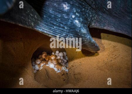 Frankreich, Guyana, Cayenne, Remire-Montjoly Beach, nachtaktiv Verschachtelung von eine weibliche Lederschildkröte (Dermochelys Coriacea) Stockfoto