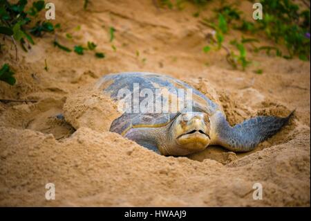 Frankreich, Guyana, Cayenne, Remire-Montjoly Strand, eine Verschachtelung weibliche Olive Ridley Turtle (Lepidochelys Olivacea) Stockfoto