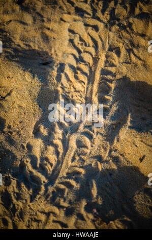 Frankreich, Guyana, Cayenne, Spur von einem Baby Lederschildkröte (Dermochelys Coriacea) nach Entstehung aus dem Nest am Morgen auf dem roten Sand sein Stockfoto