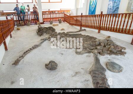 Kolumbien, Boyacá Abteilung, um Villa de Leyva, El Fossil Museum mit einem Skelett Kronosaurus Stockfoto