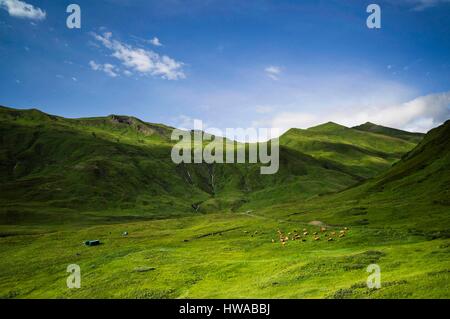 Frankreich, Savoyen, Beaufortain Tal, Beaufort Sur Doron, Almen des Cormet de Roselend pass Stockfoto