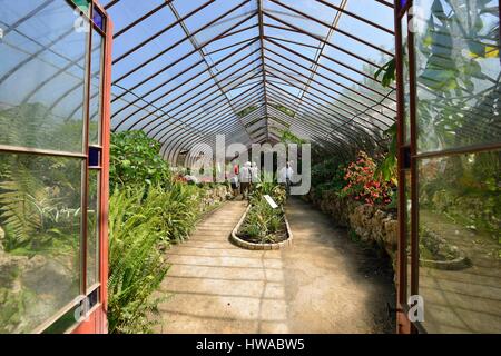 Frankreich, Gard, Anduze, Bambus Nut der PraFrance gegründet 1856 gekennzeichnet Jardin Remarquable, Gewächshäuser Stockfoto