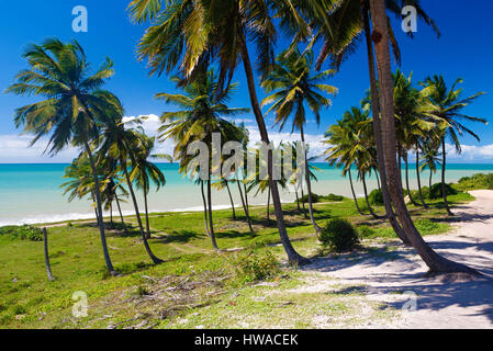 Brasilien, Rio-Grande--Norte, Baia Formosa, Sagi, Linie von Kokospalmen am Strand Stockfoto