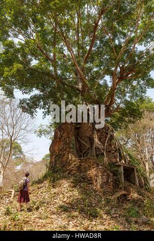 Kambodscha, Provinz Kompong Thom, Sambor Prei Kuk, ein Baum wächst auf Tempelruinen Stockfoto