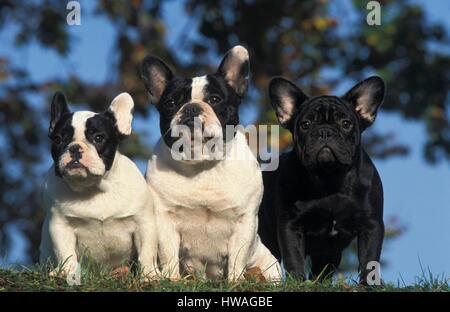 Französische Bulldogge (Canis Lupus Familiaris) Stockfoto