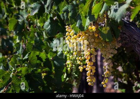 Chile, Elqui Tal El Tambo, Weinberg mit Trauben verwendet bei der Herstellung von Pisco Stockfoto