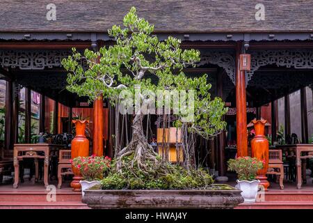 Vietnam, North Central Coast Region, Provinz Thua Thien-Hue, Hue, bonsai Stockfoto