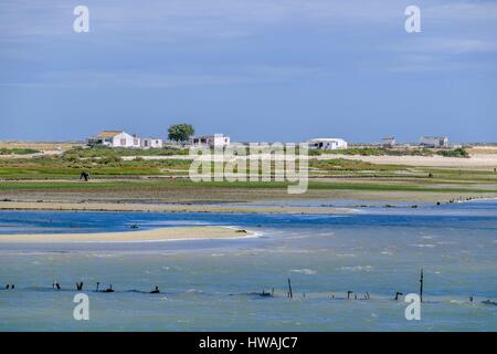 Portugal, Algarve Region, Olhao, Ria Formosa Naturpark Stockfoto