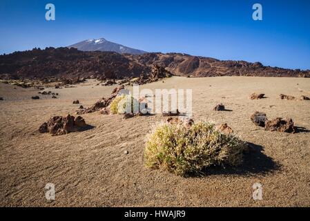 Spanien, Kanarische Inseln, Teneriffa, Parque Nacional del Teide, Berg Wüstenlandschaft Stockfoto