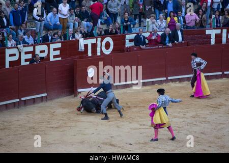 Spanien, Andalusien, Jerez De La Frontera, Jerez Stierkampfarena, Reiten Stierkampf, der Matador Andrés Romero Romero feiert den Tod des Stieres He Foug Stockfoto