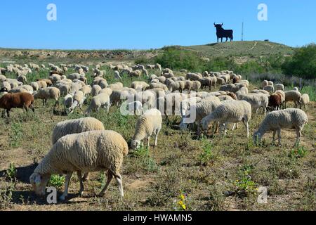 Spanien, Andalusien, El Toro Osborne, Symbol des spanischen Stier in einem Feld (Werbung für Osborne, ein Geist-Fabrik) mit sheeps Stockfoto