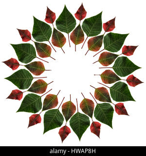 Grüne und rote Blätter vom Weihnachtsstern im isoliert auf weißem Kreis Stockfoto