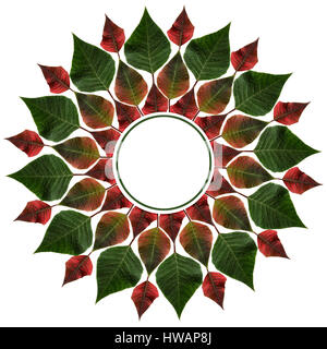 Grüne und rote Blätter vom Weihnachtsstern im isoliert auf weißem Kreis Stockfoto