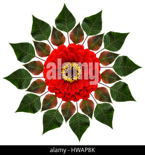 Grüne Blätter und rote Blume in einem Kreis Zusammensetzung isoliert auf weiss. Flach zu legen. Stockfoto