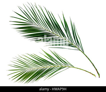 Grünen Palmzweige isoliert auf weiss Stockfoto