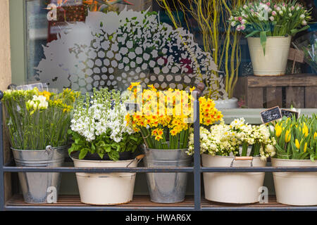 Blumen (Narzissen, Tulpen, Bestände und Freesien) zum Verkauf an Oops ein Daisy-Blumenladen in Cirencester im März Stockfoto
