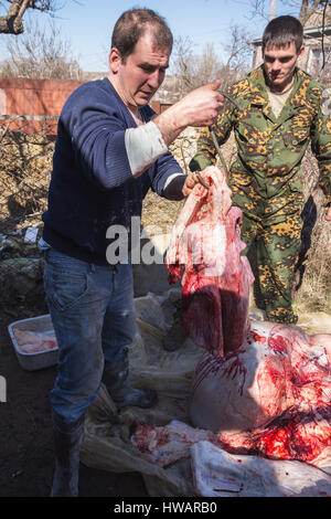 Krasnodar, Russland - 4. März 2017: Metzger schneiden die Karkasse des Bull, russischer Hof Stockfoto