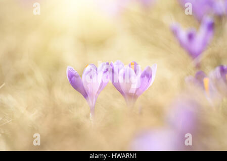 Frühlingsblumen Krokus Stockfoto