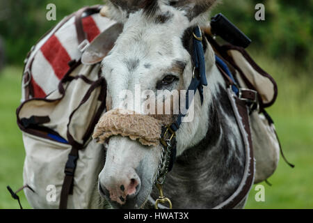 Packen Sie Burro (Esel), Idaho Springs Tommyknockers Mining Days Festival und Pack Burro Rennen, Idaho Springs, Colorado USA Stockfoto