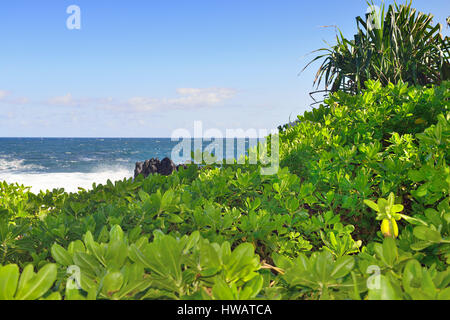 Pazifischen Ozean und Lavafelsen im Laupahoehoe Beach Park in Big Island von Hawaii Stockfoto