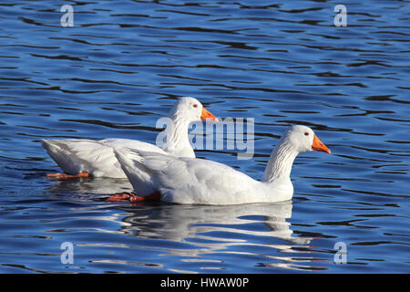Zwei weiße Gänse schwimmen auf dem Teich zusammen. Stockfoto