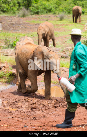 NAIROBI - Dezember 18: Feeding Time für Baby-Elefanten in der Elefanten-Waisenhaus in Nairobi, Kenia am 18. Dezember 2015 Stockfoto