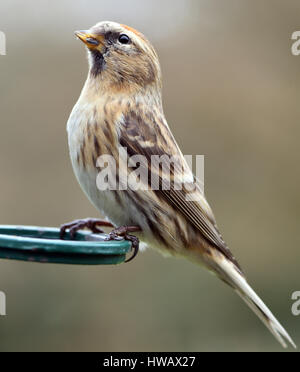 Gemeinsame oder weniger Redpoll (Zuchtjahr Flammea Kabarett) in einem Garten Niger Samen Feeder. Bedgebury Wald, Kent, UK. Stockfoto