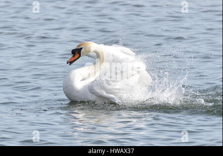 Einen männlichen Höckerschwan (Cygnus Olor) zeigt aggressiv durch seine Flügel im Wasser plantschen.  Rye Harbour Nature Reserve, Rye Harbour, Sussex, UK. Stockfoto